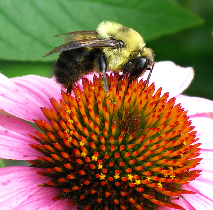 Busy as a bee- Industrious