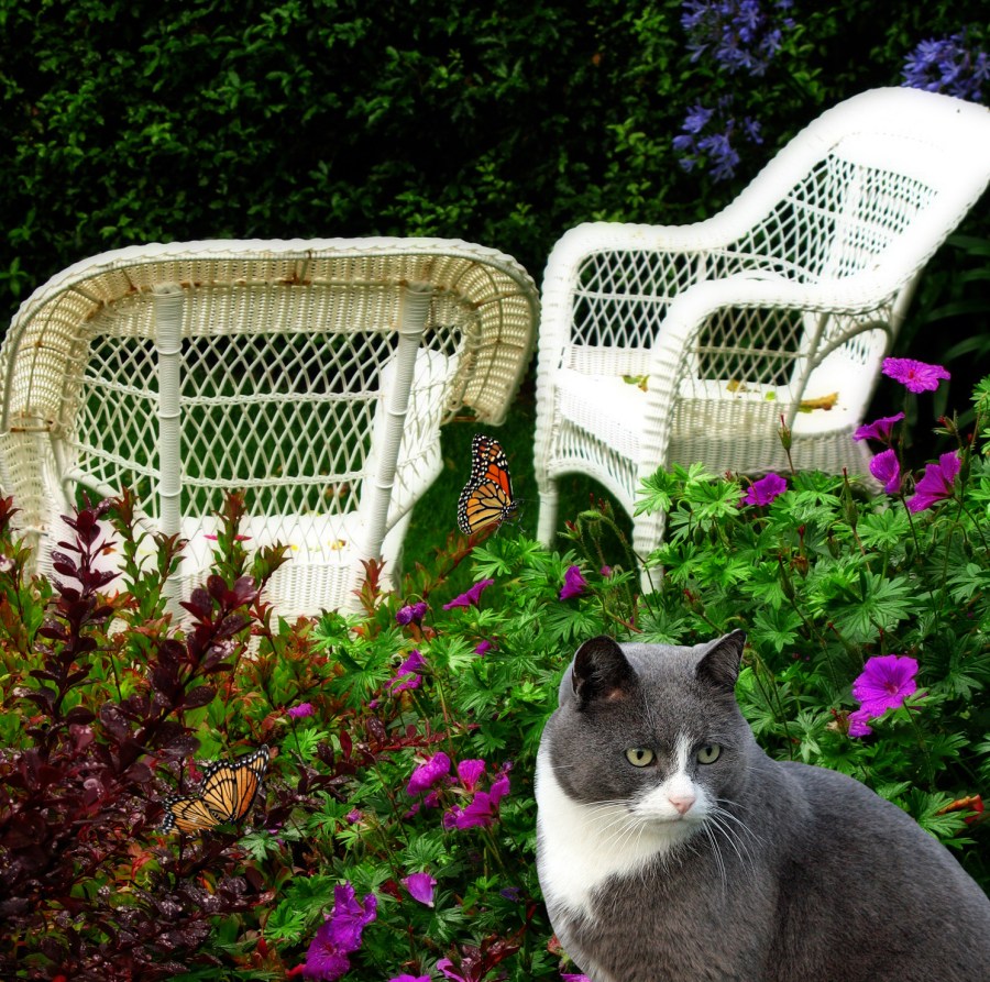 Cat and butterflies in the garden