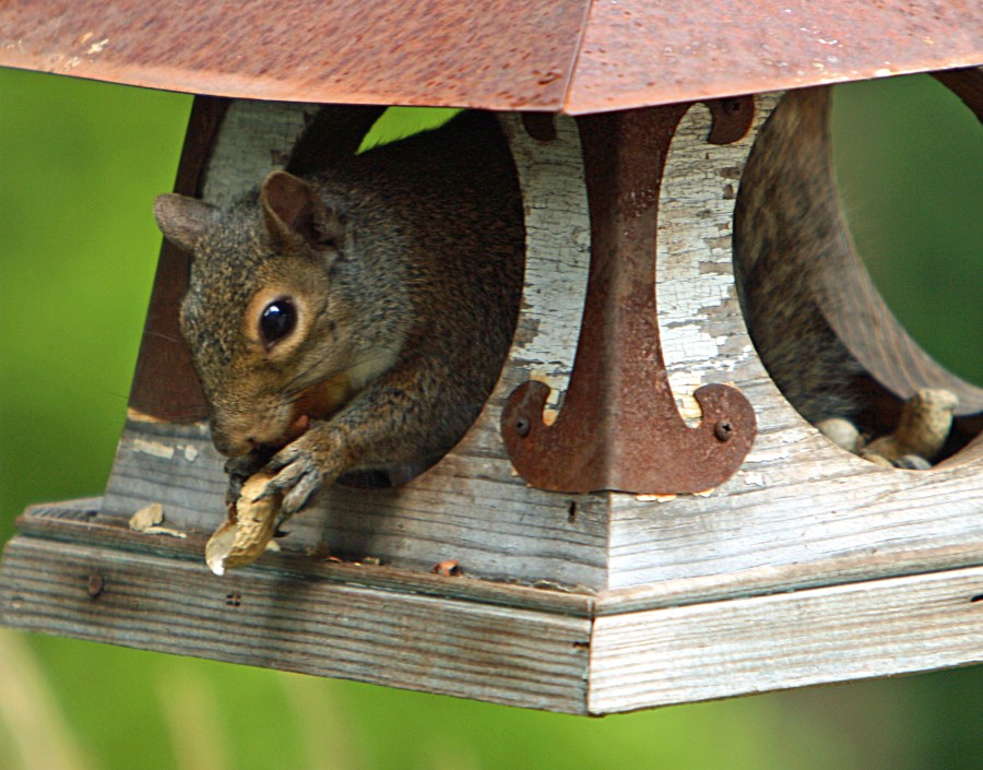 IMG_1370down the hatch
