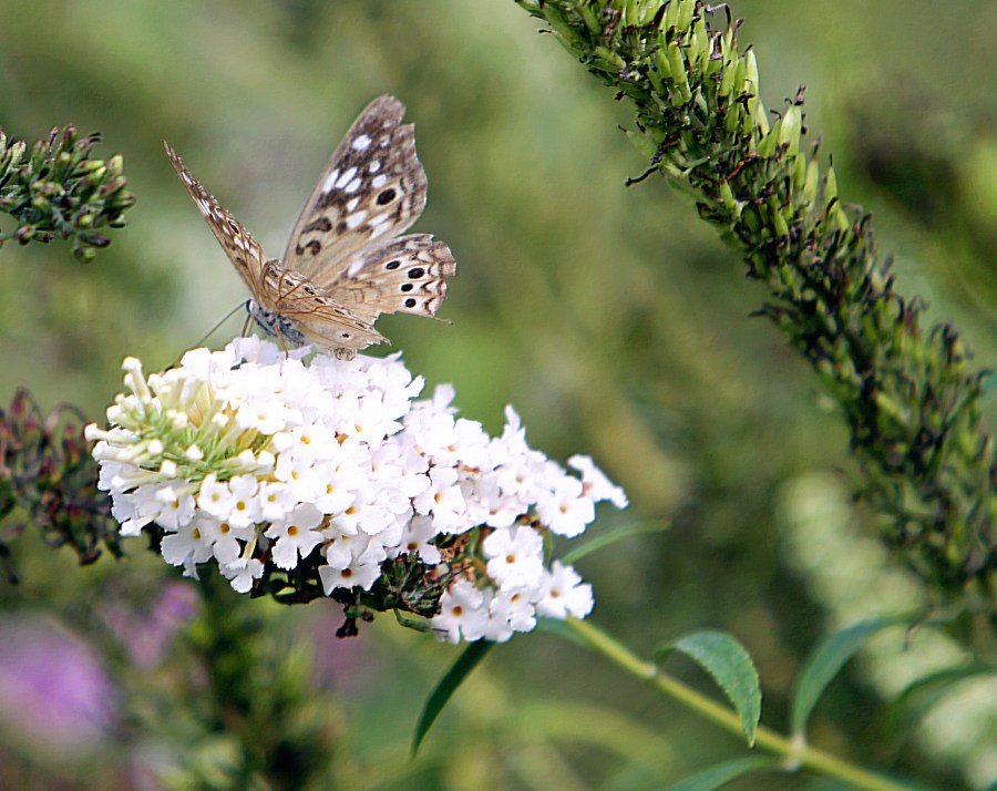 moth on buddlea